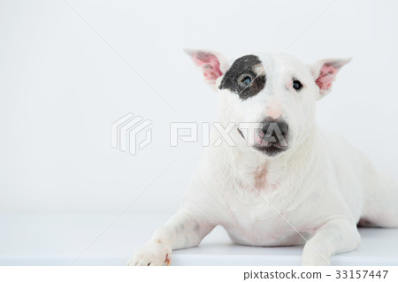 鬥牛犬我打孔 33157447