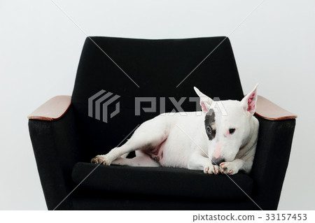 Bull terrier relaxing on the sofa Bull terrier relaxing on the sofa 33157453