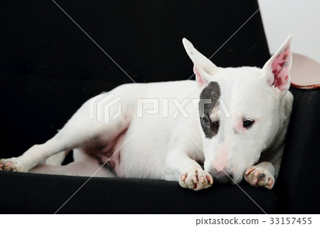 放鬆在沙發的雜種犬 33157455