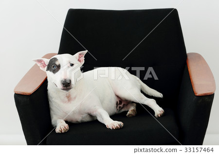 放鬆在沙發的雜種犬 33157464