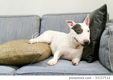 放鬆在沙發的狗 33157512