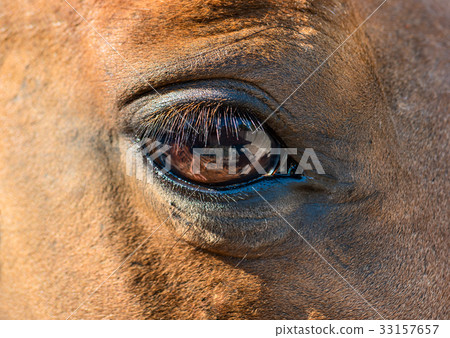 Horse eye closeup Horse eye closeup 33157657