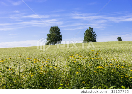 A hill town - Biei scenery in Biei 33157735