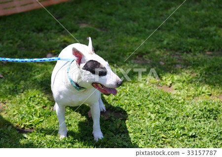 鬥牛犬走路 33157787