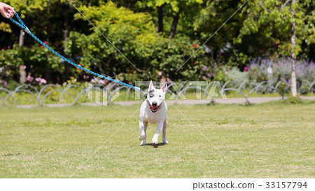 Bull terrier walk 33157794