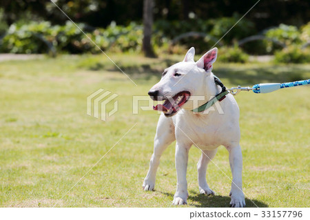 Bull terrier walk 33157796
