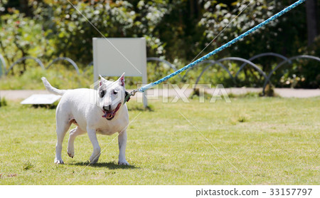 Bull terrier walk Bull terrier walk 33157797