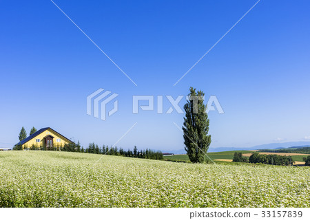 A hill town - Biei scenery in Biei A hill town - Biei scenery in Biei 33157839
