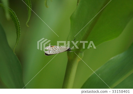 Light green ya wave gray butterfly Light green ya wave gray butterfly 33158401