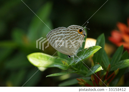 Light green ya wave gray butterfly Light green ya wave gray butterfly 33158412