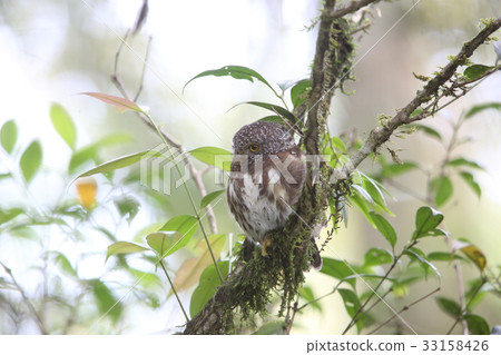 Sunda Hime Owl Sunda Hime Owl 33158426