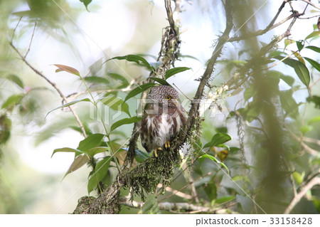 Sunda Hime Owl 33158428