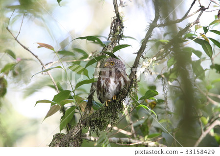 Sunda Hime Owl Sunda Hime Owl 33158429