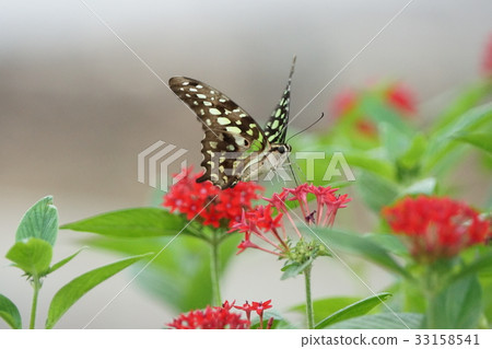 翠斑青鳳蝶 33158541