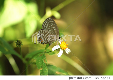 Light green ya wave gray butterfly Light green ya wave gray butterfly 33158544