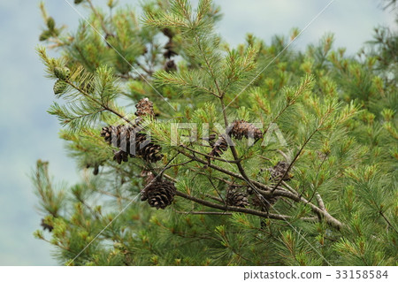 松樹 33158584