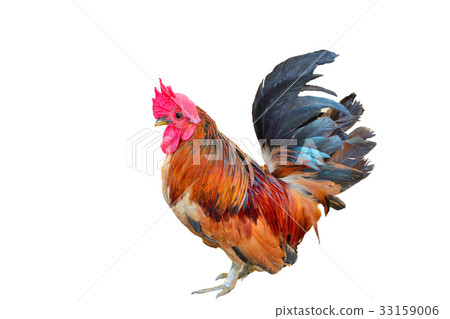 Portrait bantam isolated on white background. Portrait bantam isolated on white background. 33159006