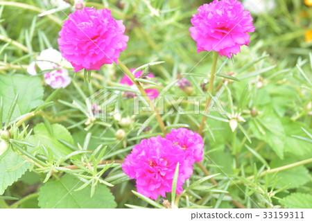 Summer flowers Summer flowers 33159311