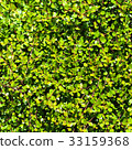 清爽的綠色 33159368