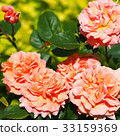 一朵可愛的玫瑰 33159369