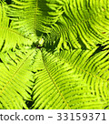 清爽的綠色 33159371