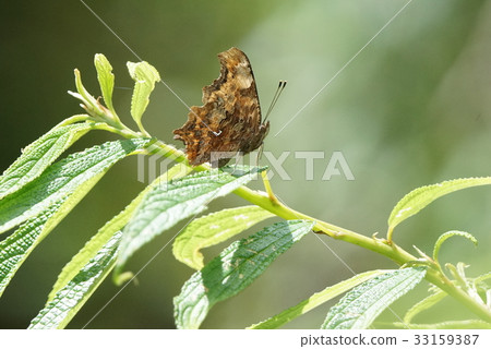 琉璃蛺蝶 33159387