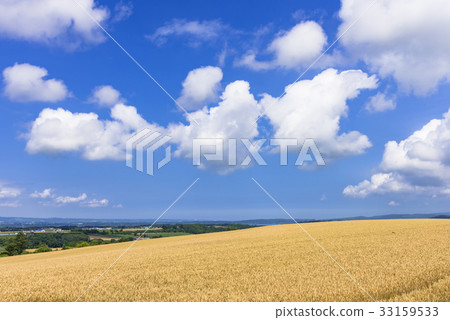 Wheat field in the Doto region 33159533