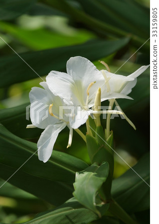 薑花 33159805