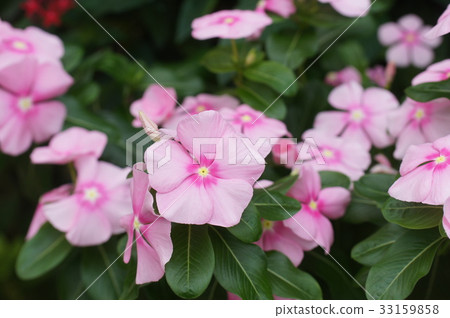 粉紅色Nichiconnia 33159858