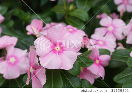 粉紅色Nichiconnia 33159861