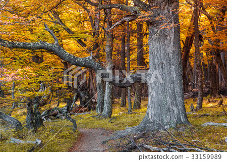Colorful foliage in the autumn park 33159989