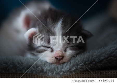 Sleeping beauty kitten 33160944