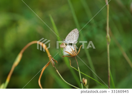 藍灰蝶 33160945