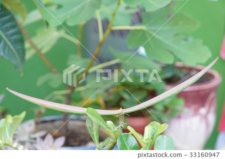 沙漠玫瑰 33160947