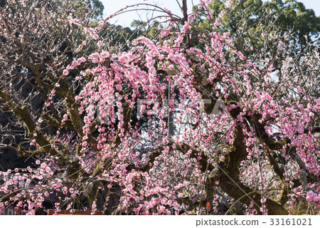 叼著梅花 叼著梅花 33161021