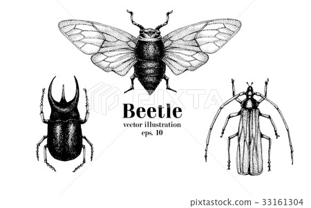 Vector retro hand drawn beetle set. Bug, dor, dorr Vector retro hand drawn beetle set. Bug, dor, dorr 33161304