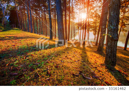pine wood of pang ung maehongsorn thailand pine wood of pang ung maehongsorn thailand 33161462