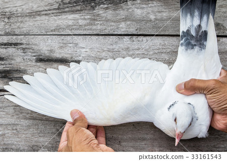 close up white feather wing of homing pigeon close up white feather wing of homing pigeon 33161543