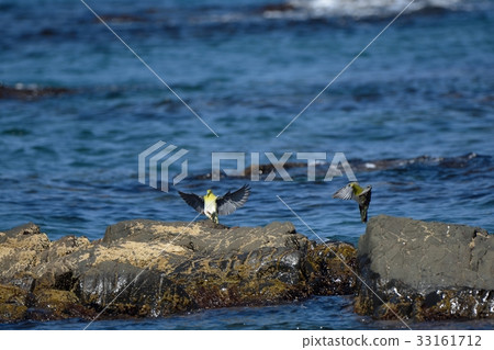 Aobato descend on the rock 33161712