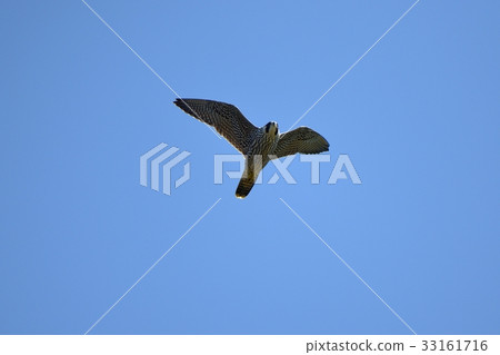 Falcon false 33161716