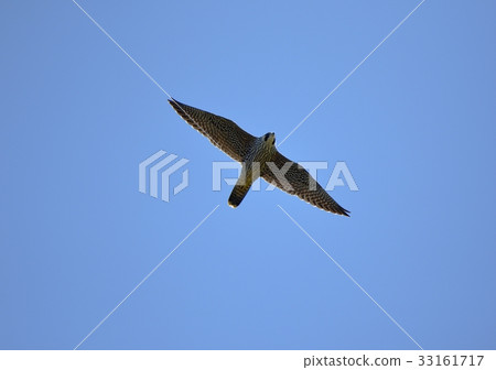 Falcon false 33161717