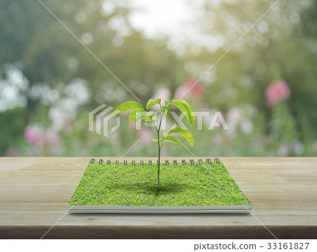 Small tree growing from an open book 33161827