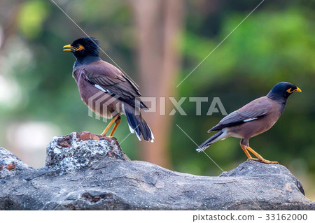 Two birds common myna or Acridotheres tristis 33162000