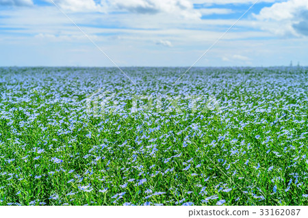 Blooming flax field Blooming flax field 33162087
