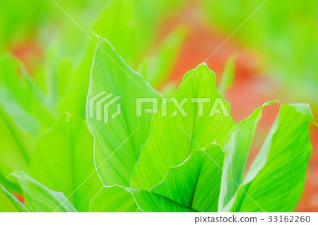 Green garden 33162260