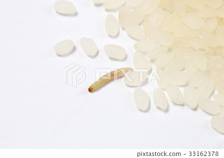 野志斑梅蛾（水稻中常見的典型昆蟲）的幼蟲 33162378