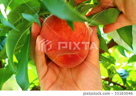 Male hand picking peaches July 2017 Male hand picking peaches July 2017 33163046