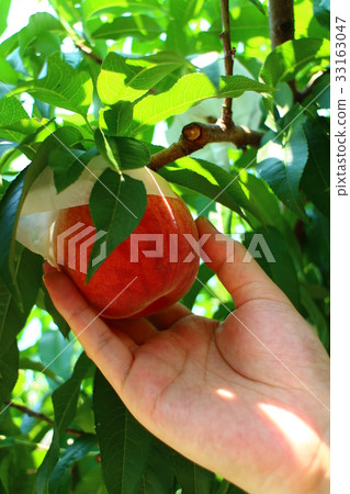 Male hand picking peaches July 2017 Male hand picking peaches July 2017 33163047