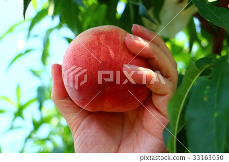 男性手採摘桃子2017年7月 33163050