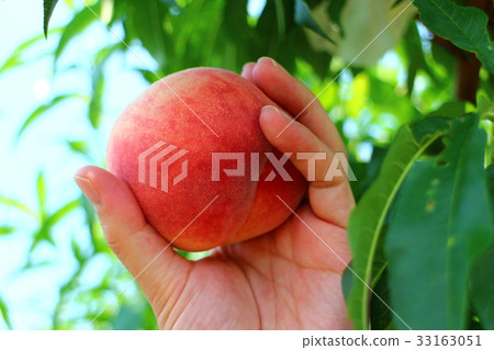 男性手採摘桃子2017年7月 33163051